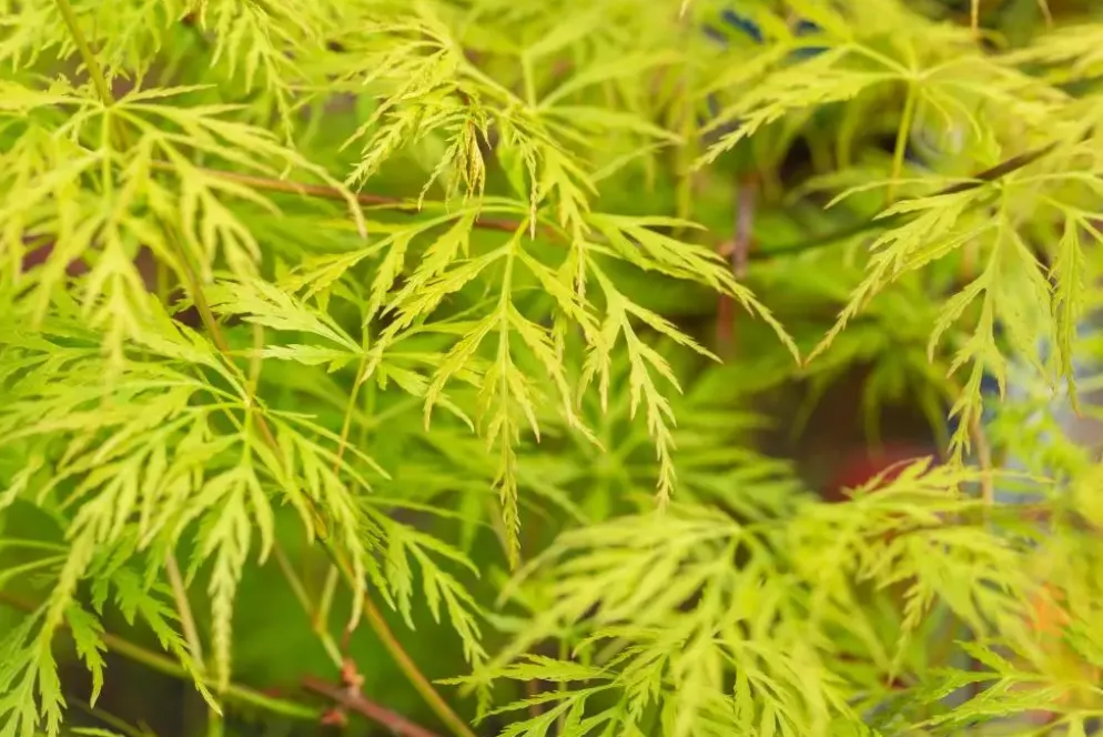 Acer palmatum 'Emerald Lace' (Japanse esdoorn 'Emerald Lace')