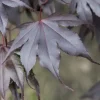 Acer palmatum 'Fireglow' (Japanse esdoorn 'Fireglow')