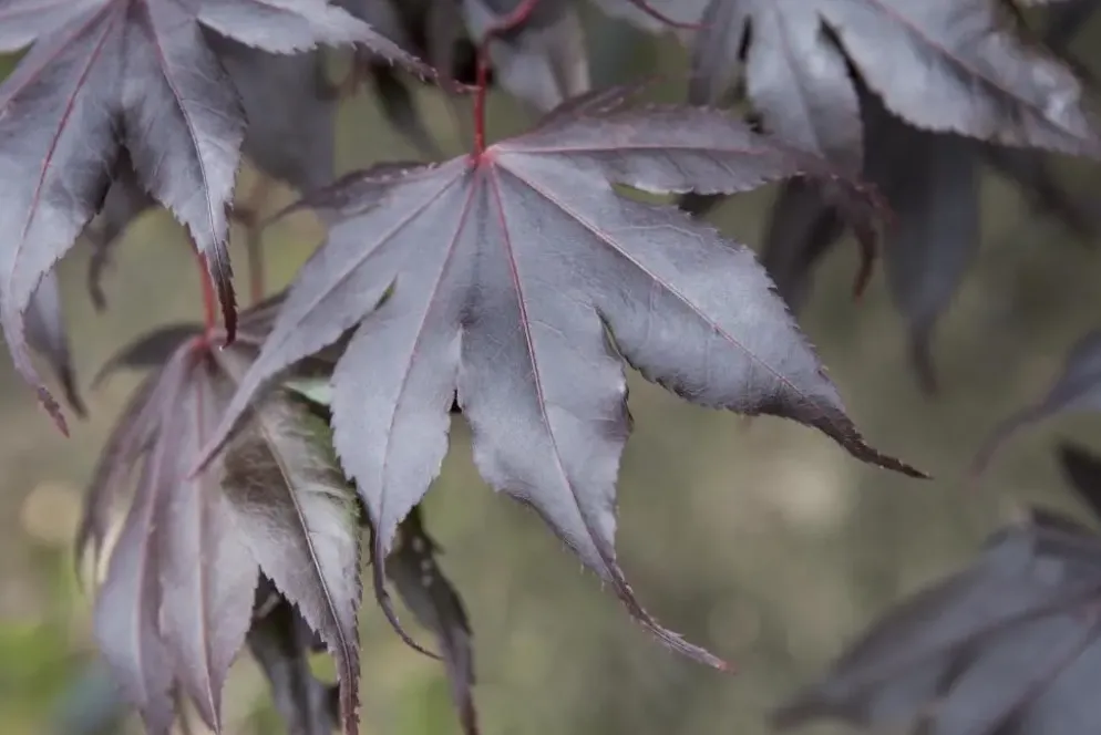 Acer palmatum 'Fireglow' (Japanse esdoorn 'Fireglow')