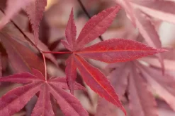 Acer palmatum 'Fireglow' (Japanse esdoorn 'Fireglow')