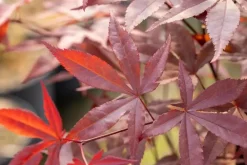 Acer palmatum 'Fireglow' (Japanse esdoorn 'Fireglow')