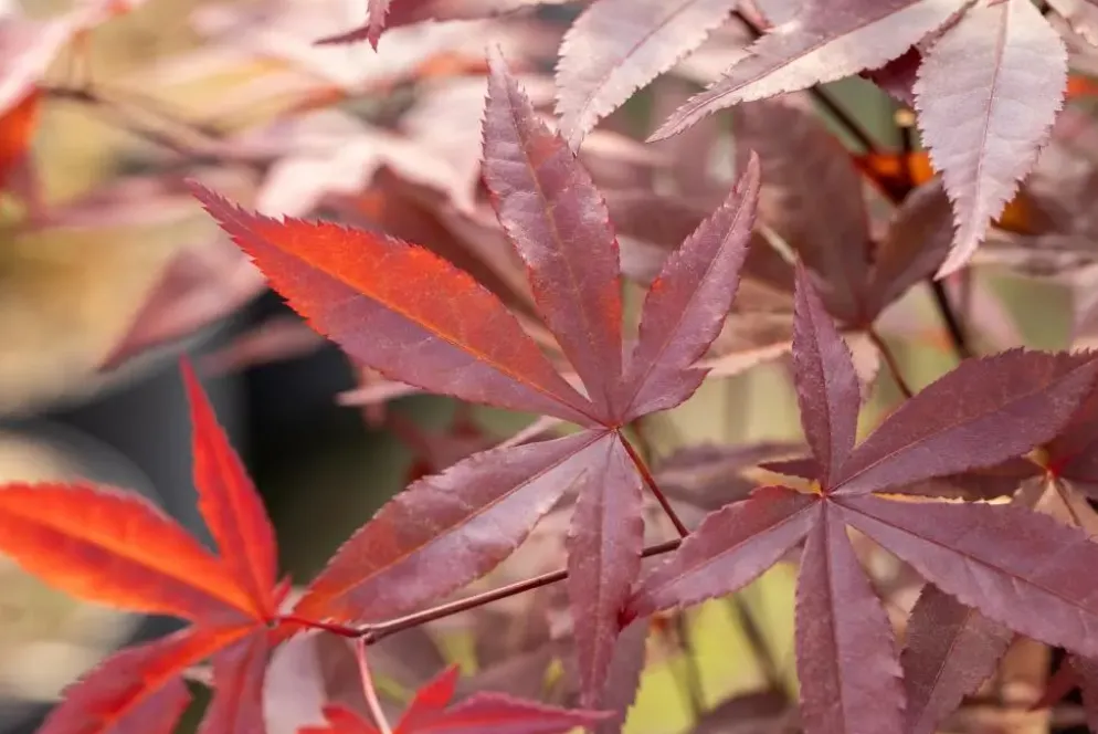 Acer palmatum 'Fireglow' (Japanse esdoorn 'Fireglow')