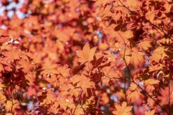 Acer palmatum 'Fireglow' (Japanse esdoorn 'Fireglow')