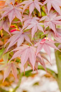 Acer palmatum 'Fireglow' (Japanse esdoorn 'Fireglow')
