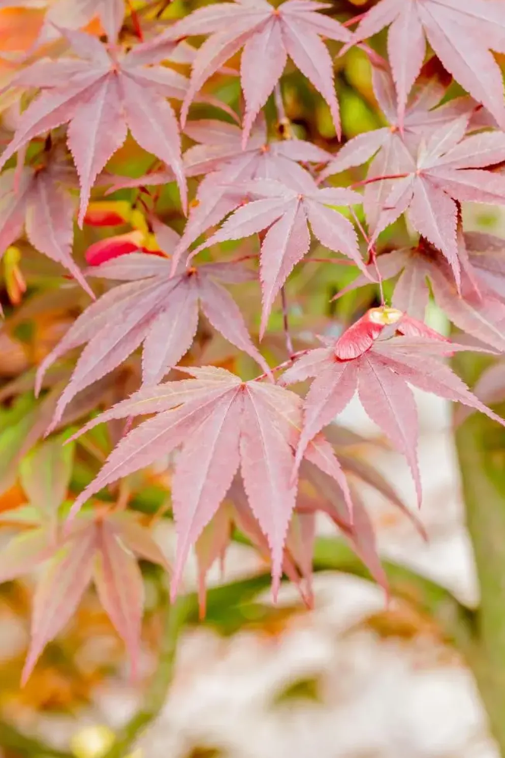 Acer palmatum 'Fireglow' (Japanse esdoorn 'Fireglow')