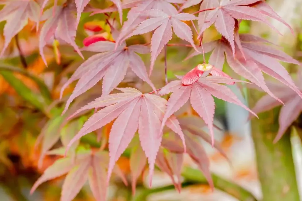 Acer palmatum 'Fireglow' (Japanse esdoorn 'Fireglow')