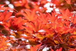 Acer palmatum 'Fireglow' (Japanse esdoorn 'Fireglow')