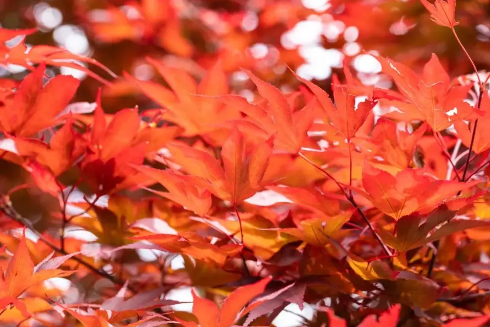 Acer palmatum 'Fireglow' (Japanse esdoorn 'Fireglow')