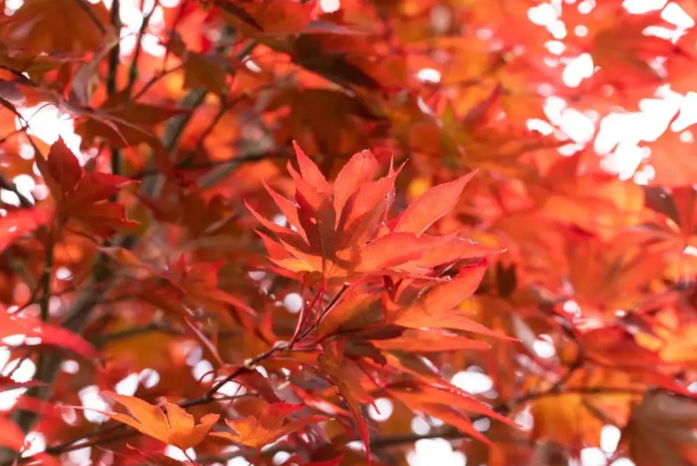 Acer palmatum 'Fireglow' (Japanse esdoorn 'Fireglow')
