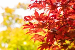 Acer palmatum 'Fireglow' (Japanse esdoorn 'Fireglow')
