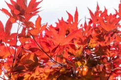 Acer palmatum 'Fireglow' (Japanse esdoorn 'Fireglow')