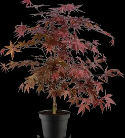 Acer palmatum 'Fireglow' (Japanse esdoorn 'Fireglow')