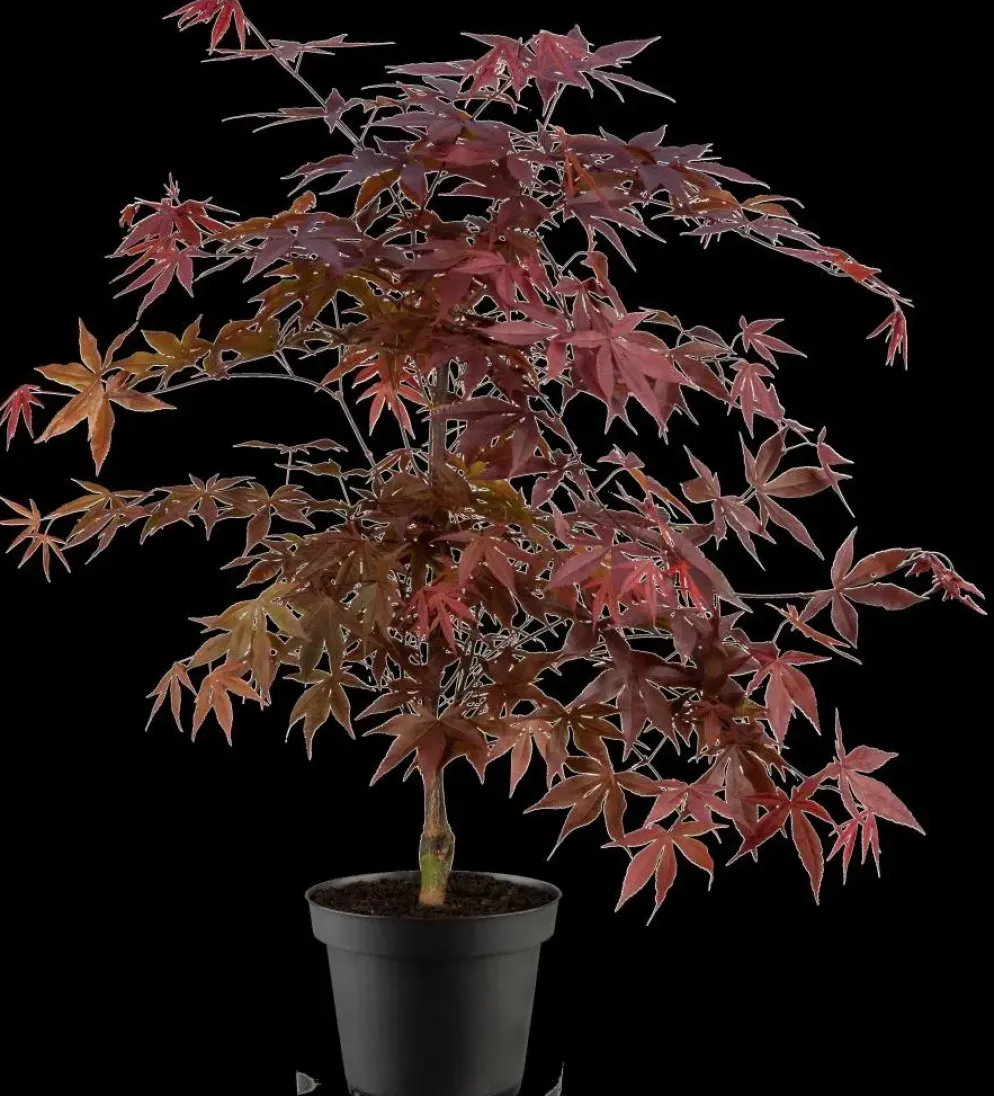 Acer palmatum 'Fireglow' (Japanse esdoorn 'Fireglow')