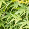 Acer palmatum 'Ryusen' (Japanse esdoorn 'Ryusen')