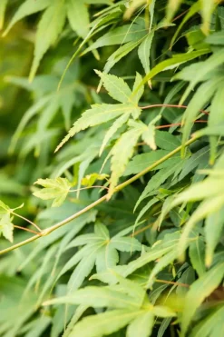 Acer palmatum 'Ryusen' (Japanse esdoorn 'Ryusen')