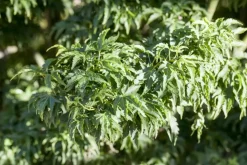 Acer palmatum 'Shishigashira' (Japanse esdoorn 'Shishigashira')