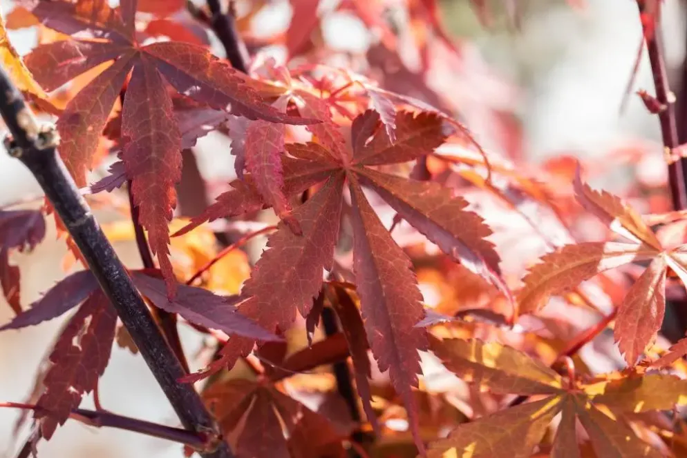 Acer palmatum 'Skeeter´s Broom' (Japanse esdoorn 'Skeeter´s Broom')
