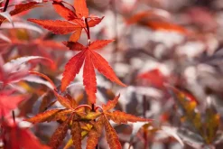 Acer palmatum 'Skeeter´s Broom' (Japanse esdoorn 'Skeeter´s Broom')