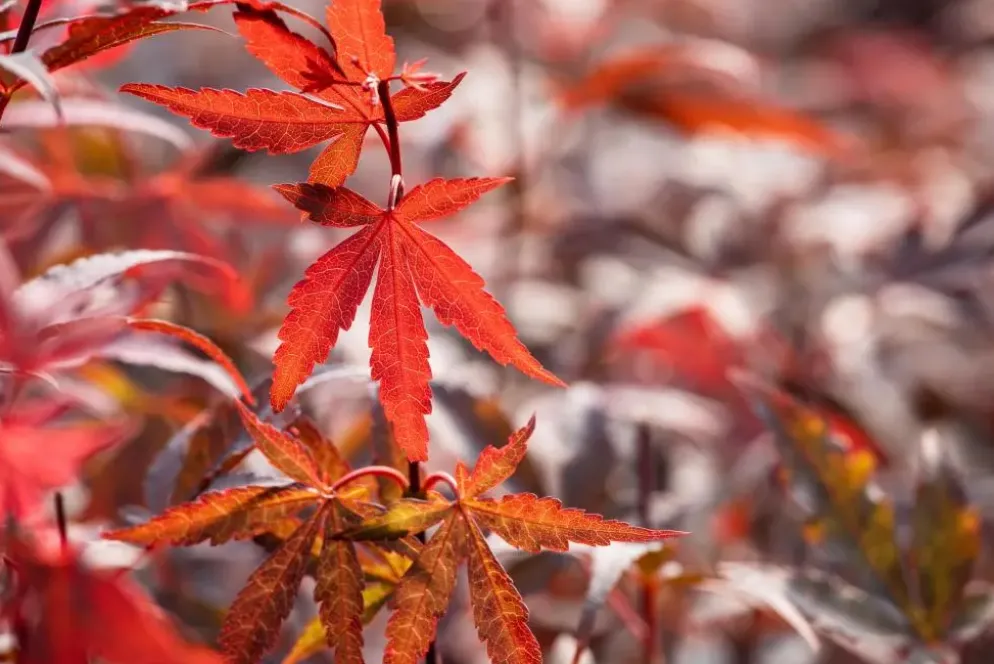 Acer palmatum 'Skeeter´s Broom' (Japanse esdoorn 'Skeeter´s Broom')