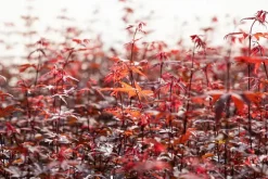 Acer palmatum 'Skeeter´s Broom' (Japanse esdoorn 'Skeeter´s Broom')