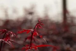 Acer palmatum 'Skeeter´s Broom' (Japanse esdoorn 'Skeeter´s Broom')