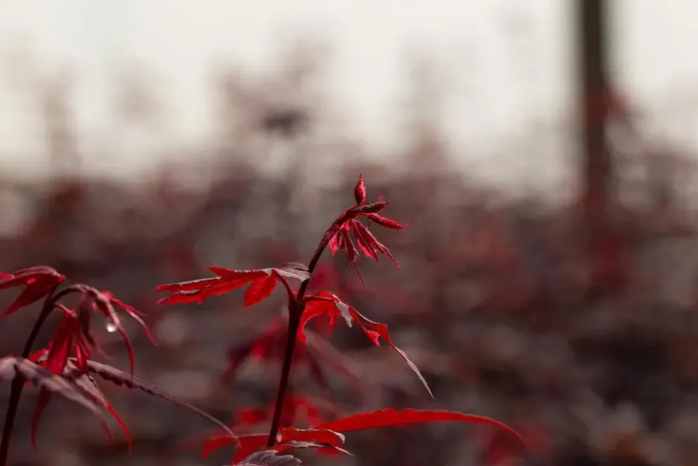 Acer palmatum 'Skeeter´s Broom' (Japanse esdoorn 'Skeeter´s Broom')