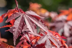 Acer palmatum 'Skeeter´s Broom' (Japanse esdoorn 'Skeeter´s Broom')