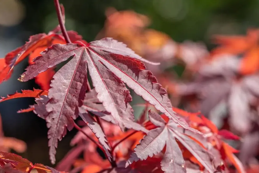 Acer palmatum 'Skeeter´s Broom' (Japanse esdoorn 'Skeeter´s Broom')