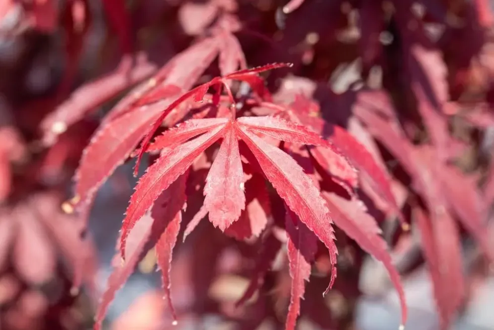 Acer palmatum 'Skeeter´s Broom' (Japanse esdoorn 'Skeeter´s Broom')
