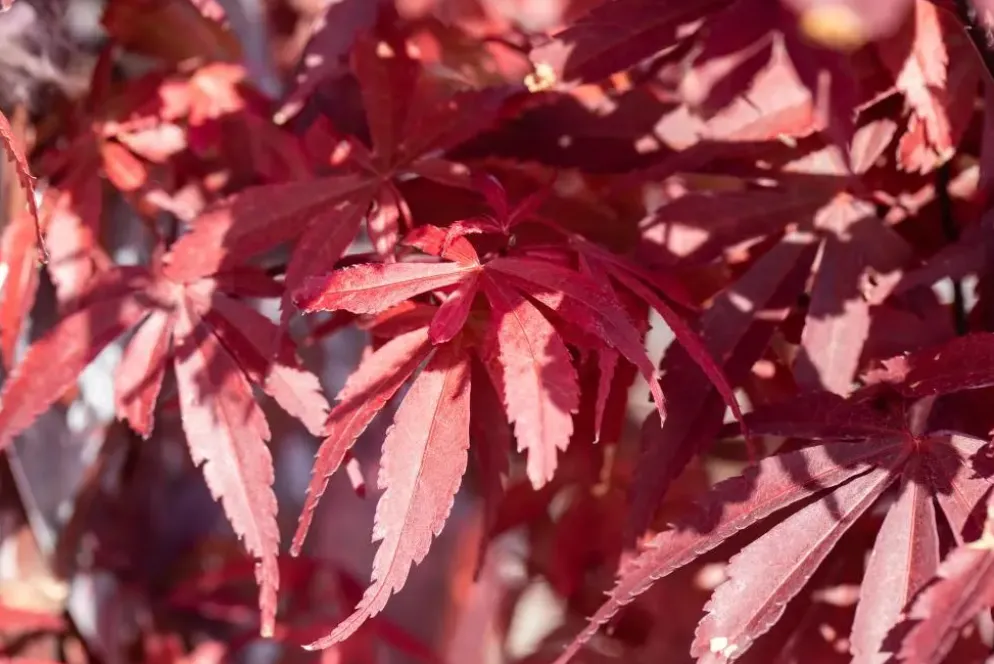 Acer palmatum 'Skeeter´s Broom' (Japanse esdoorn 'Skeeter´s Broom')