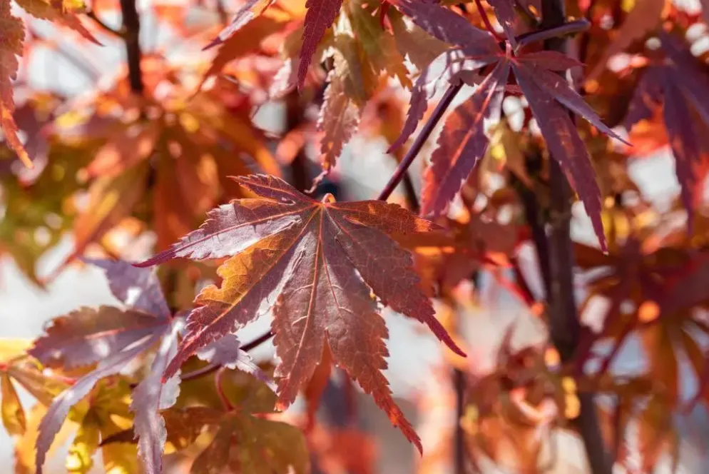 Acer palmatum 'Skeeter´s Broom' (Japanse esdoorn 'Skeeter´s Broom')