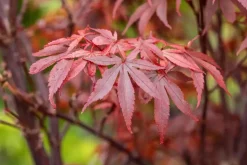 Acer palmatum 'Skeeter´s Broom' (Japanse esdoorn 'Skeeter´s Broom')