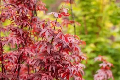Acer palmatum 'Skeeter´s Broom' (Japanse esdoorn 'Skeeter´s Broom')