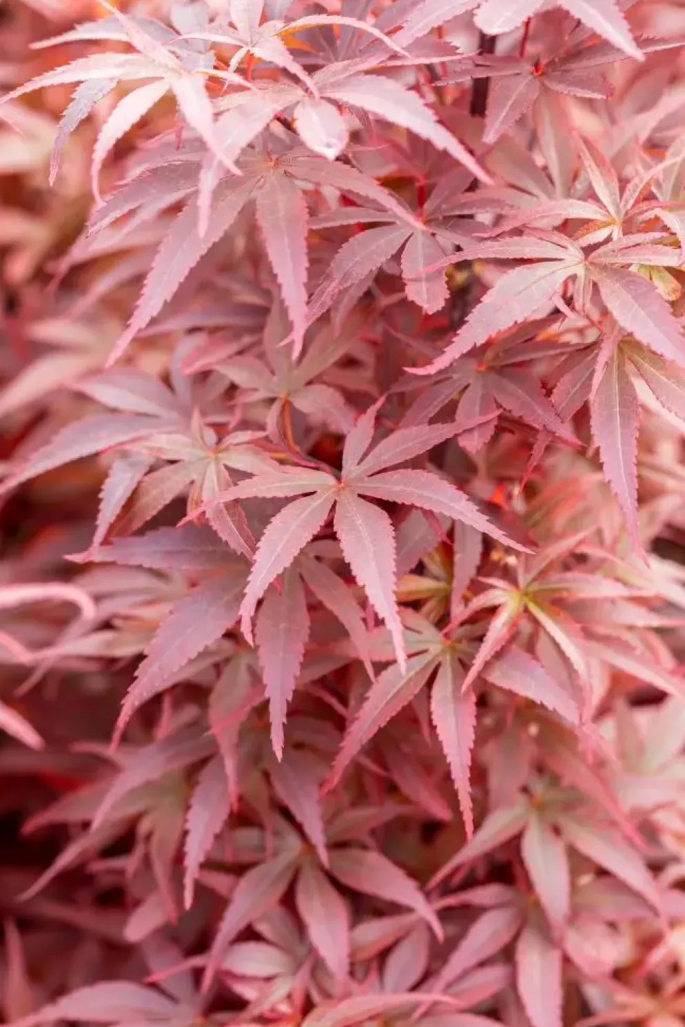 Acer palmatum 'Skeeter´s Broom' (Japanse esdoorn 'Skeeter´s Broom')