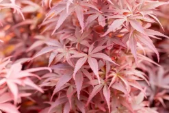 Acer palmatum 'Skeeter´s Broom' (Japanse esdoorn 'Skeeter´s Broom')