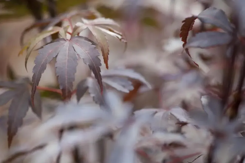 Acer palmatum 'Skeeter´s Broom' (Japanse esdoorn 'Skeeter´s Broom')