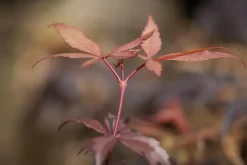 Acer palmatum 'Skeeter´s Broom' (Japanse esdoorn 'Skeeter´s Broom')