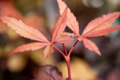 Acer palmatum 'Skeeter´s Broom' (Japanse esdoorn 'Skeeter´s Broom')