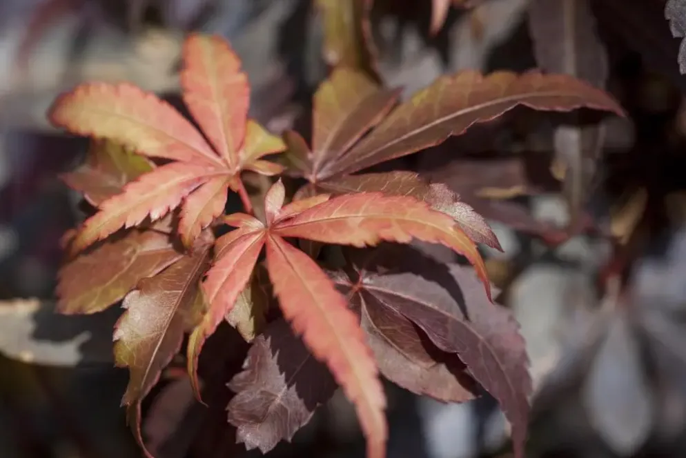 Acer palmatum 'Skeeter´s Broom' (Japanse esdoorn 'Skeeter´s Broom')