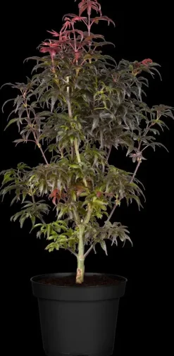 Acer palmatum 'Skeeter´s Broom' (Japanse esdoorn 'Skeeter´s Broom')