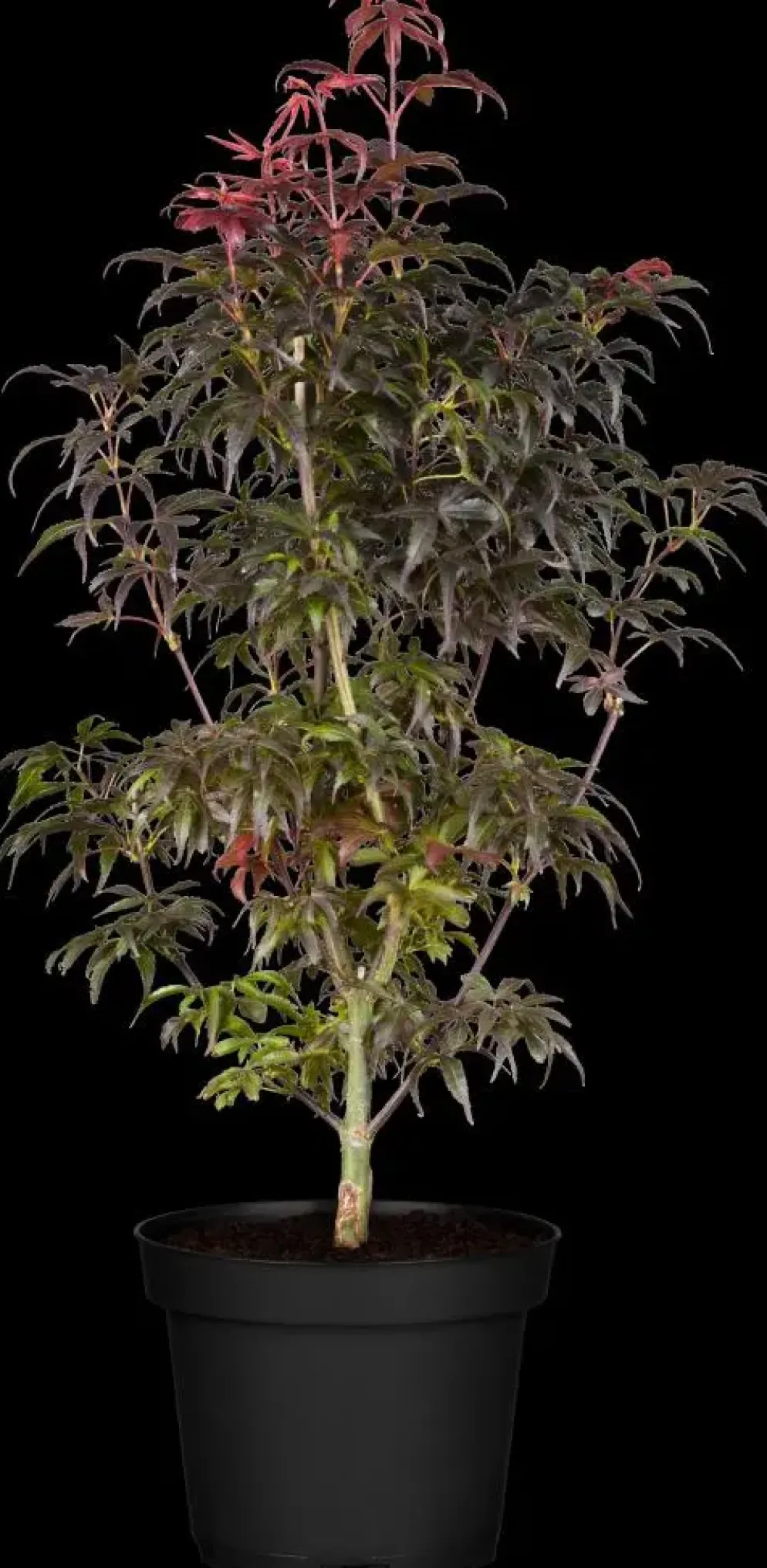 Acer palmatum 'Skeeter´s Broom' (Japanse esdoorn 'Skeeter´s Broom')