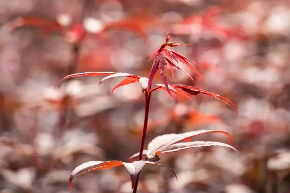 Acer palmatum 'Skeeter´s Broom' (Japanse esdoorn 'Skeeter´s Broom')