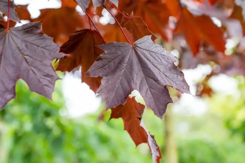 Acer platanoides 'Crimson Sentry' (Noorse esdoorn 'Crimson Sentry')
