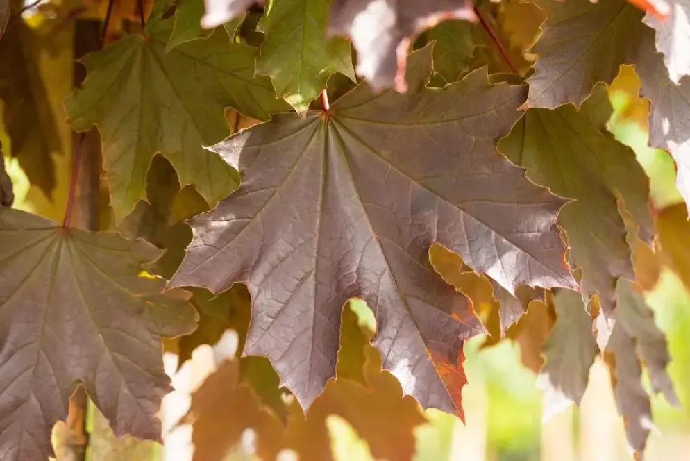 Acer platanoides 'Crimson Sentry' (Noorse esdoorn 'Crimson Sentry')