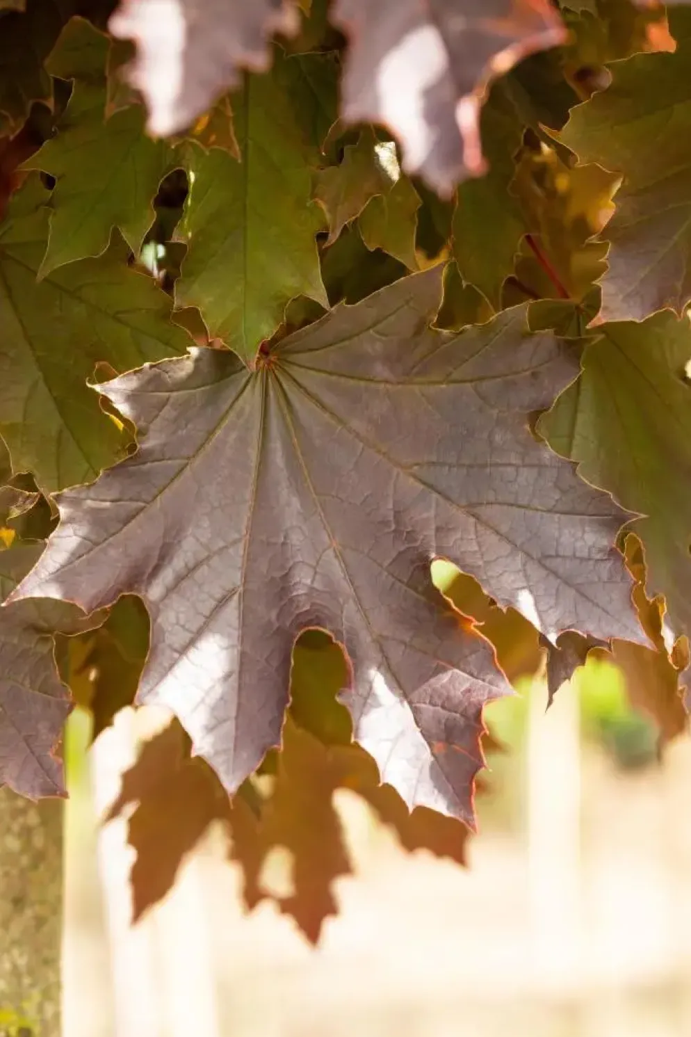 Acer platanoides 'Crimson Sentry' (Noorse esdoorn 'Crimson Sentry')