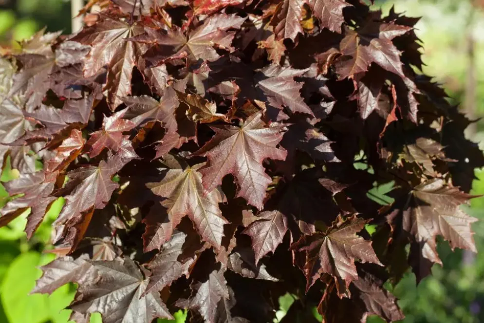 Acer platanoides 'Crimson Sentry' (Noorse esdoorn 'Crimson Sentry')
