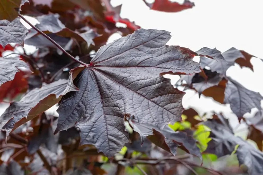 Acer platanoides 'Crimson Sentry' (Noorse esdoorn 'Crimson Sentry')