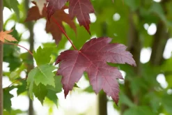 Acer platanoides 'Royal Red' (Noorse esdoorn 'Royal Red')