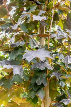 Acer platanoides 'Royal Red' (Noorse esdoorn 'Royal Red')