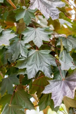 Acer platanoides 'Royal Red' (Noorse esdoorn 'Royal Red')